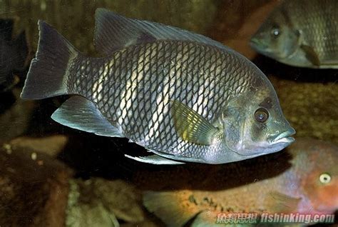 非洲十間魚|十間魚水質管理要點